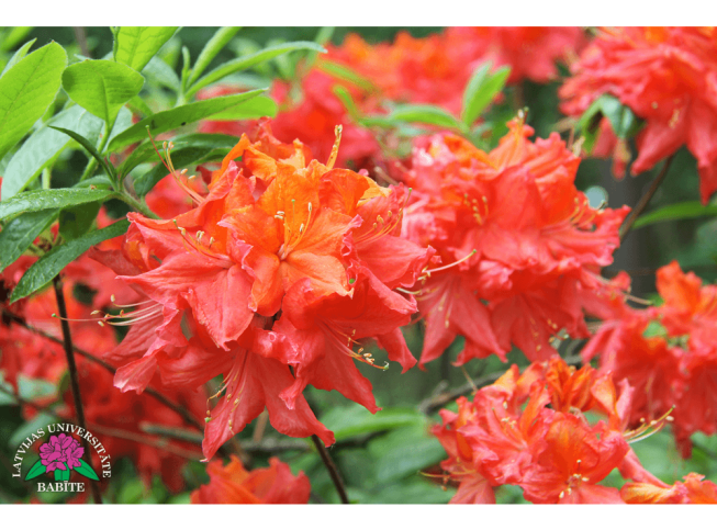 Rhododendron   'Zvārtes Iezis'